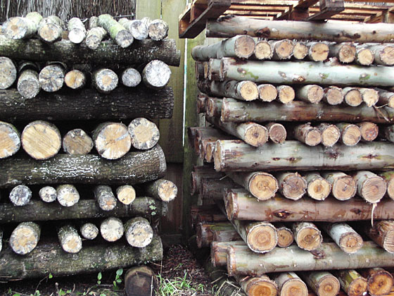  resting shiitake logs