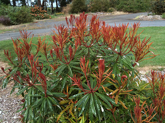 new growth on banksia plagiocarpa 
