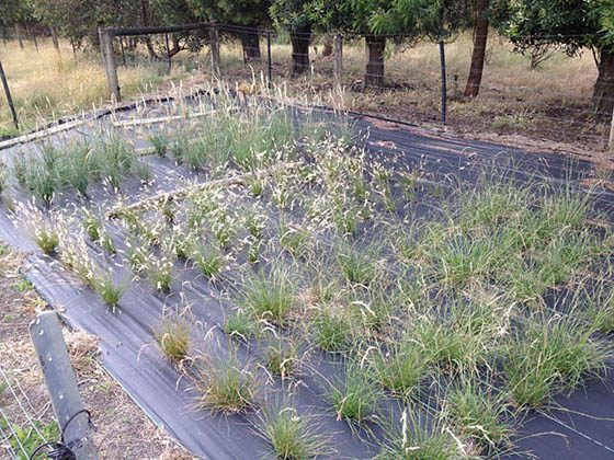  Wallaby grass seed production
